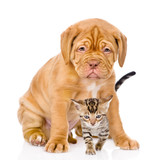 Fototapeta Zwierzęta - Bordeaux puppy dog and bengal kitten together. isolated on white