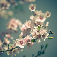 Wall Mural - Pink Flowers Blooming Peach Tree at Spring