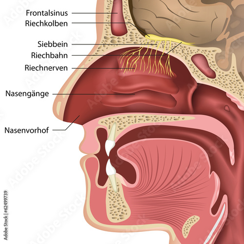 Naklejka dekoracyjna Geruchsnerv, Riechnerven, Erklärung deutsch