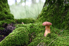 Edible Mushroom In The Green Moss