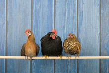 Chickens In Henhouse