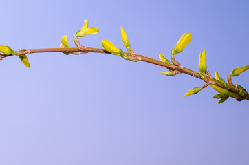 Wall Mural - forsythia