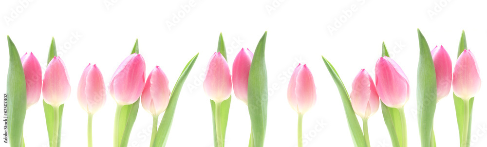 Banner - Pink Tulips - obrazy, fototapety, plakaty 