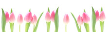 Banner - Pink Tulips