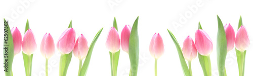 Nowoczesny obraz na płótnie Banner - Pink Tulips