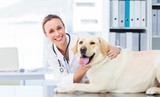 Fototapeta  - Female veterinarian examining dog