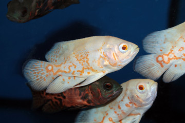 Albino Oscar (Astronotus ocellatus) aquarium fish