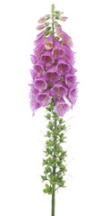 Wall Mural - foxglove