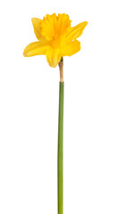 Fotomurales - Daffodil flower on a white background