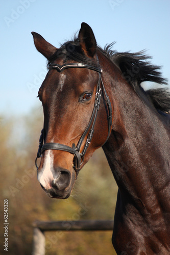 Fototapeta na wymiar Bay horse portrait with bridle