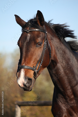 Naklejka na szybę Bay horse portrait with bridle