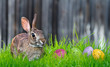 Bunny and Easter eggs in the grass