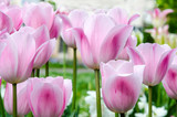 Fototapeta Tulipany - Frühling: Duft- und Farbenrausch :)
