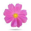Pink cosmos flower Isolated.