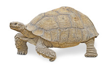 Close Up Of Large Tortoise