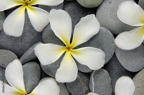 Fototapeta na wymiar Set of frangipani flowers on gray pebbles