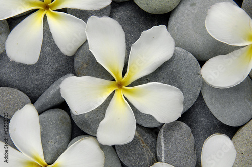 Plakat na zamówienie Set of frangipani flowers on gray pebbles