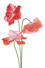 Wall Mural - poppy