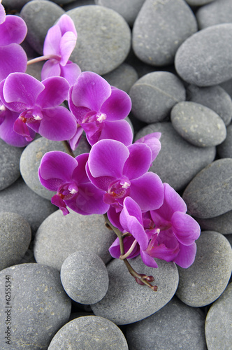 Tapeta ścienna na wymiar branch pink orchid with pebbles