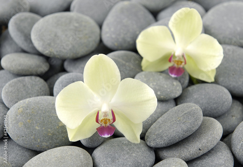 Fototapeta na wymiar Pebbles background against beautiful two white orchid