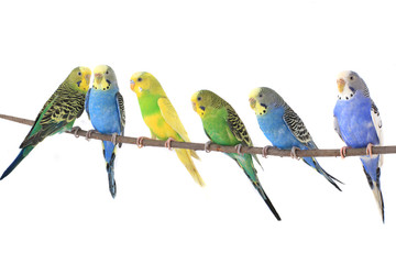 Sticker - budgie