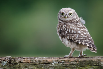 Fotobehang - uk wild llittle owl