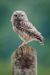 Fotobehang - uk wild little owl