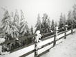 Fence and Snowy Trees