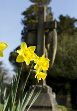 Daffodils In A Graveyard