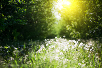 Wall Mural - garden