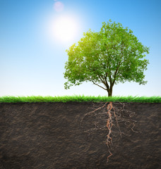 Wall Mural - tree with roots