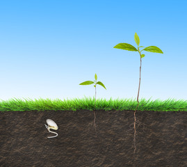 Wall Mural - seedling illustration soil