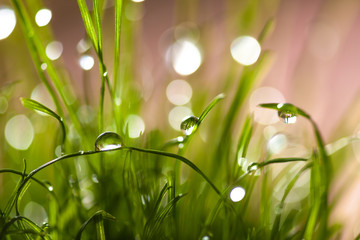 macro leaves of grass with dew