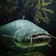 Underwater photo of The Catfish (Silurus Glanis).