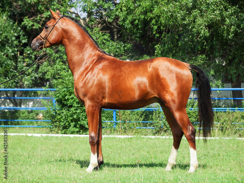 Obraz w ramie exterior of beautiful bay young arabian stallion