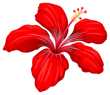 A Red Hibiscus Plant