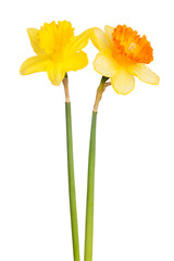 Fotomurales - Two yellow narcissus