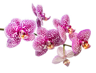 fresh branch of lilac spotty orchid is isolated on white backgro