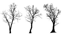 Vector Silhouette Of Tree.
