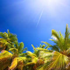 Coconut palm trees, blue sky and sun