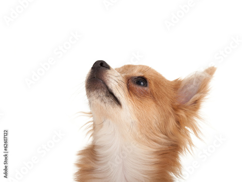 Long Haired Chihuahua Puppy Dog Looking Up Buy This Stock Photo