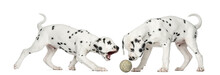 Dalmatian Puppies Playing Together With A Tennis Ball