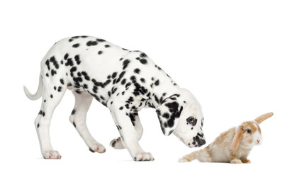 side view of a dalmatian puppy sniffing a rabbit