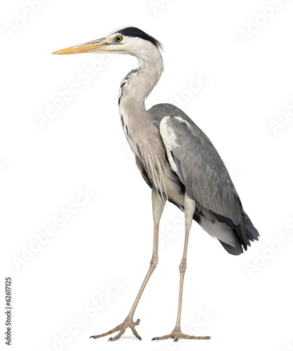 Fotografía Grey Heron standing, Ardea Cinerea, 5 years old