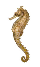 Side View Of A Common Seahorse, Hippocampus Kuda