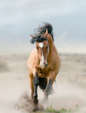 Fototapeta Konie - bay stallion in dust
