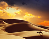 Camel in the Sahara desert, Morocco