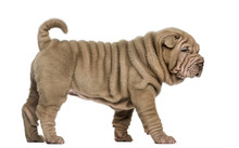 Side View Of A Shar Pei Puppy Walking, Isolated On White