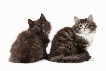 Tortoise siberian kitten on white background