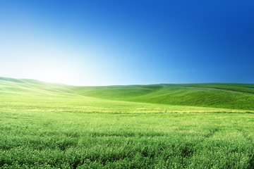 Wall Mural - hills in sunny day Tuscany, Italy